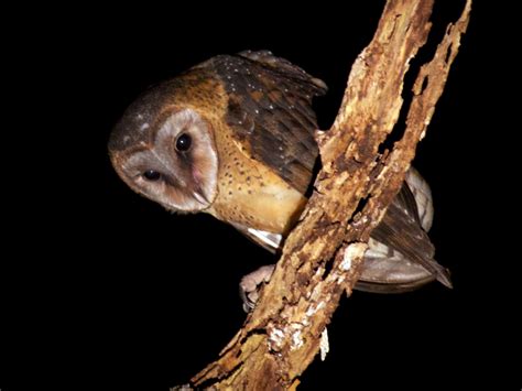 sulawesi masked owl calls